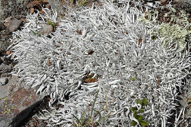 Thamnolia vermicularis